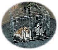 double dog crate for 2 dogs